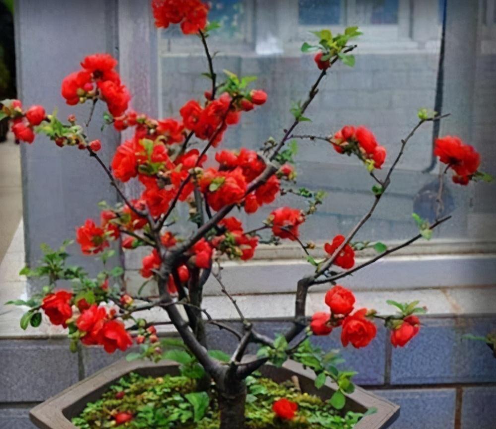 温差|天气温差变化大,就养这种花卉,耐寒又耐旱,只要浇点水就能活