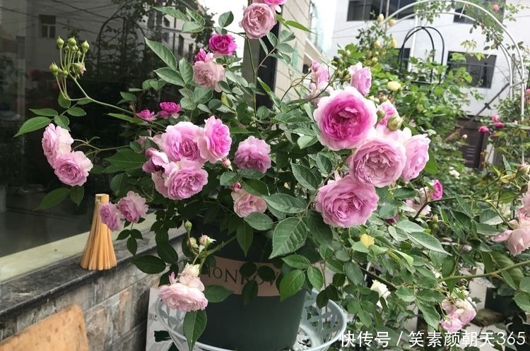 月季花|喜欢玫瑰，就养盆“玫瑰精品”瑞典女王，花型丰满，高贵典雅！