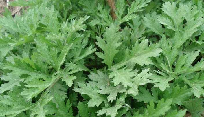 洗头|艾叶,头皮上抹一抹,好处立即找上门,赶快分享给家人