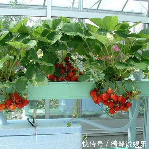 这3种适合在家里种的水果盆栽,你知道吗