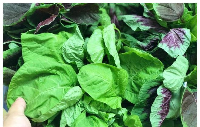 答案|同样是苋菜，红色和绿色哪个好？老菜农告诉你答案，以后别瞎买了