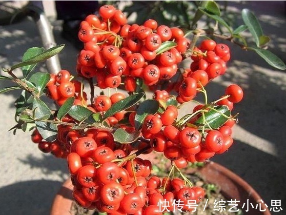 叶片|客厅这2种“耐旱树”,20天不浇水,叶片反而“更加肥”,真省心