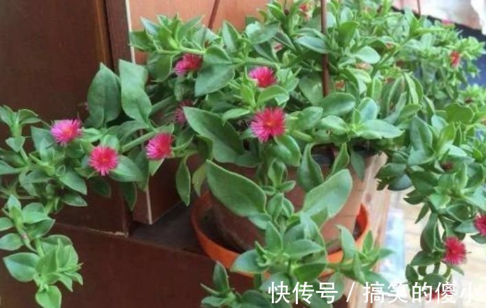 贺望兰|客厅最适合养3种花,旺人又聚财,四季常青,生机有活力