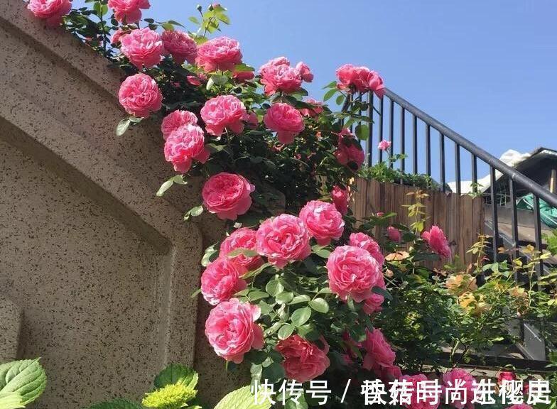 月季|欧月为什么这么受人欢迎,它跟普通月季有什么不一样,今天来说说
