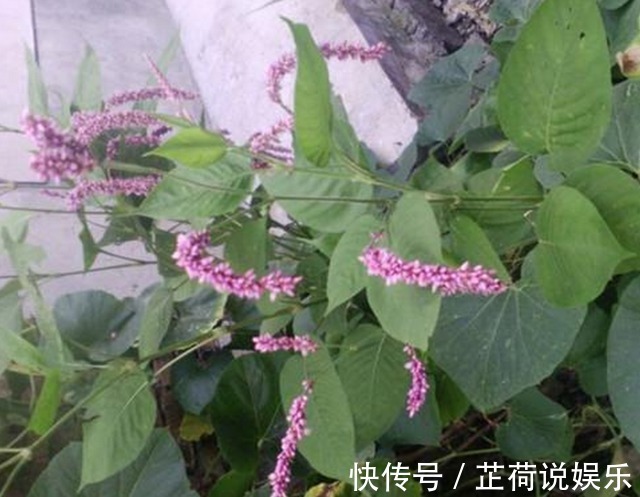 晕车症|农村里用来喂猪的野草,城里人用它来治疗晕车症,百试百灵