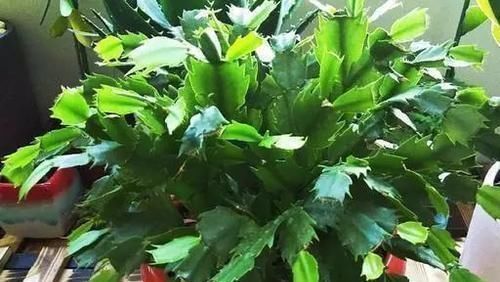 大水|蟹爪兰,7、8月要“静养”,3件事别做,不然叶子薄又红