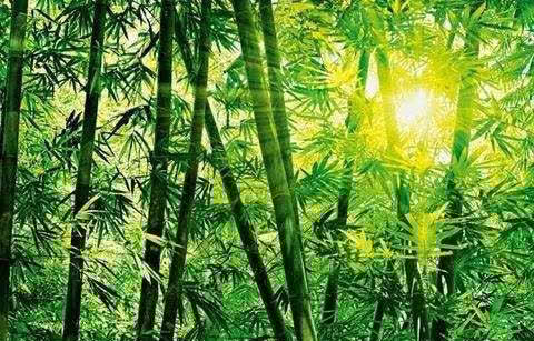 临池竹&虞世南 赋得临池竹应制