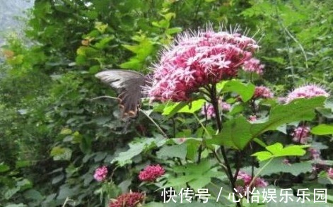 脑壳|田间有种野草,江湖人称“臭脑壳”,城里人常拿来煲鸡汤