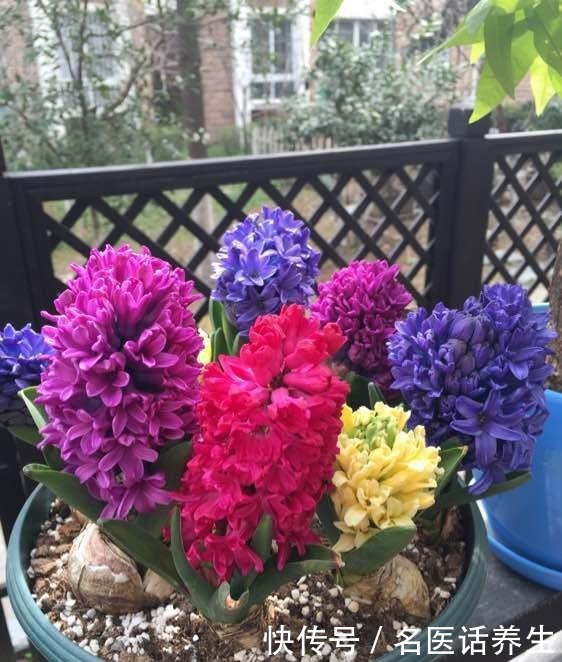 这些香香花,都有长寿命,只要种一次,开花几十年,爆满小球球!