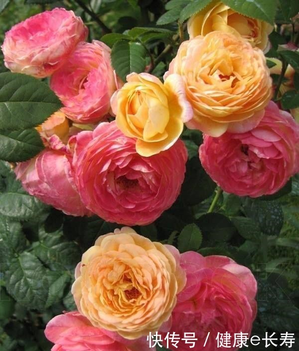 25个抗性超好的月季品种,又好养开花有多,新手好养适合盆栽!