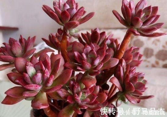冬季|五种多肉冬天养最好,好养易爆盆,适当冻一冻,养出美状态!