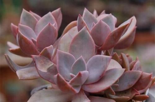 肉友们|3种“喜爱值”居高不下的多肉,色彩鲜艳美丽,高颜值,十分耀眼