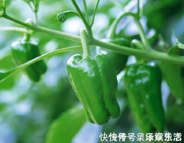 此物|青椒和此物一起炒,常给孩子吃,提高智力,长个头,早食早受益