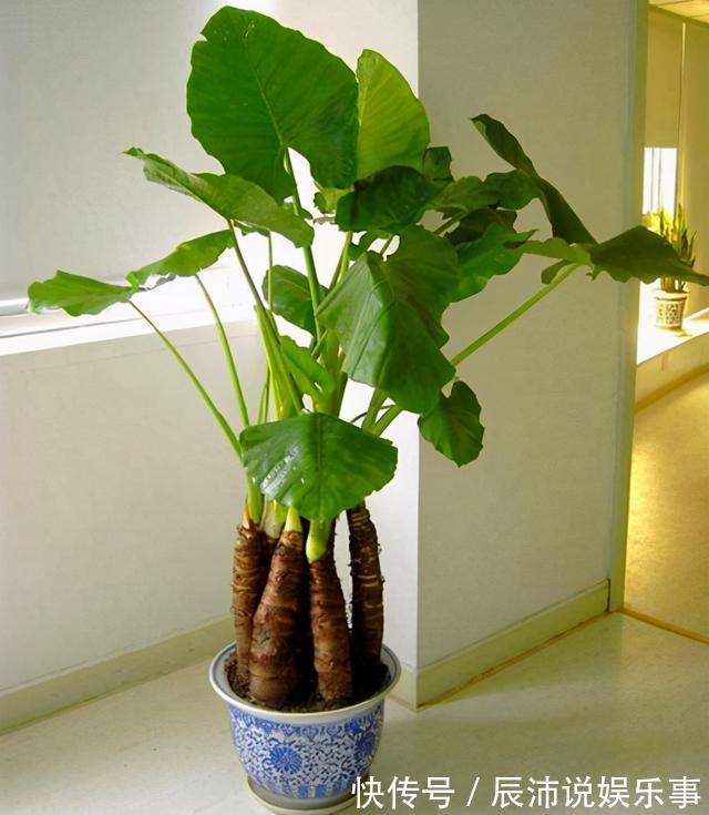 4种“大毒花”,家里经常养,修剪要小心,别碰上