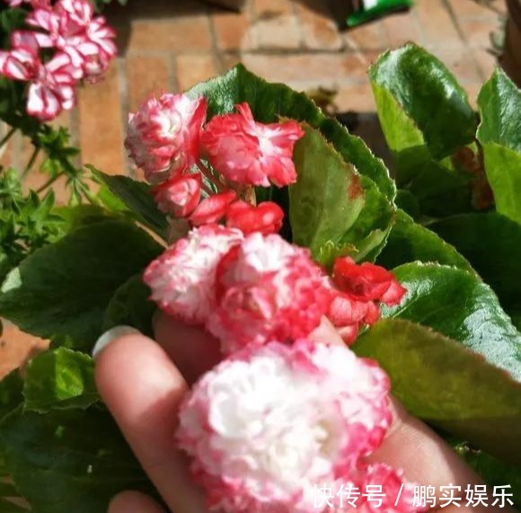 养护|养花技巧粗生粗养也能四季开花!少养1种都觉得亏了