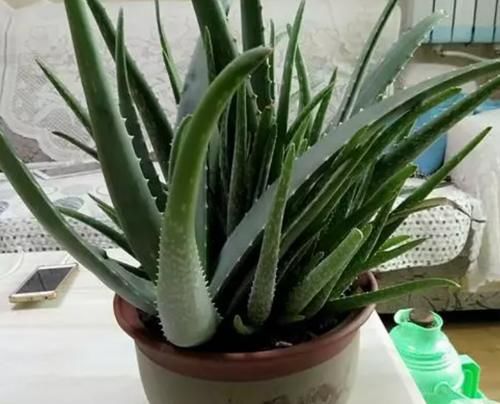 痴迷养花不要错过这“5款”，漂亮好养又杀菌除尘，让人待得舒服