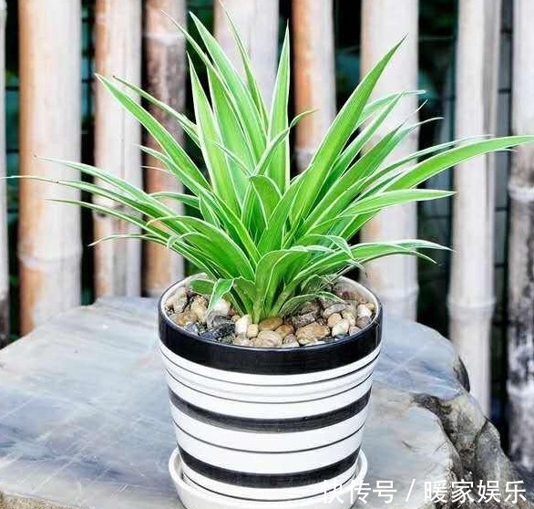 给吊兰浇水,避开这两个“小误区”,叶子翠绿,轻松养爆盆!