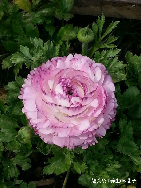 最值得入手的爬墙植物,四季开花不断,漂亮又好养,赏花又闻香