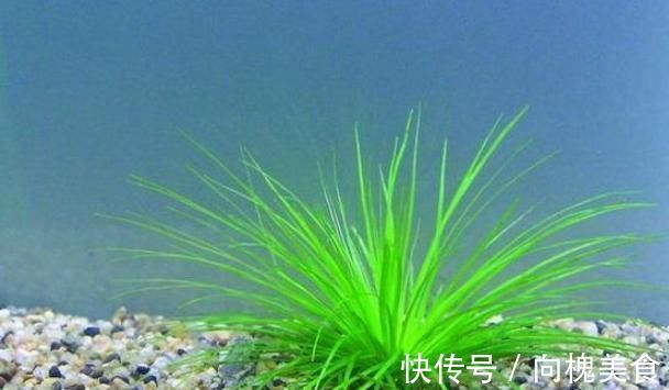 风热|这株不起眼的“小草”，却是李时珍口中的良药，明目效果胜菊花