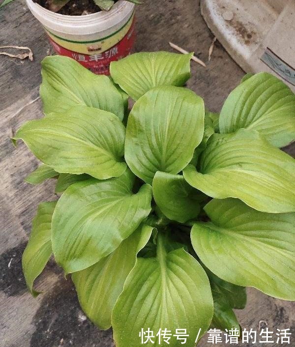 “10种”耐阴花,北阳台也能开花,现在养正是好时候!