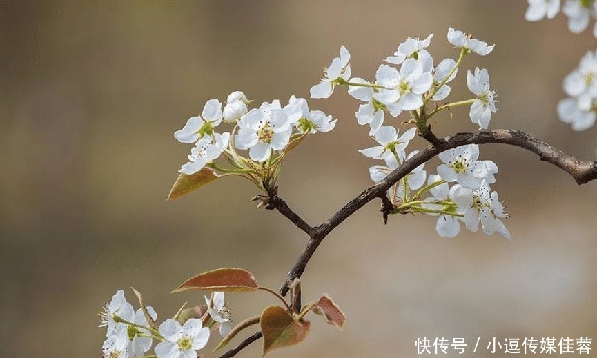 友人|苏轼写给友人的这一诗，写的是梨花，说的却是人生