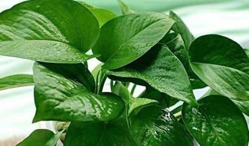 家家都有的1种水,用来浇花,连施肥都省了,养啥旺啥