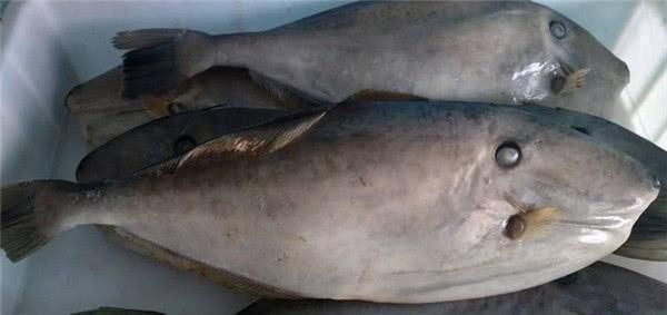  3种因颜值劝退吃货的鱼，营养价值极高，第2种市场上卖的没脑袋