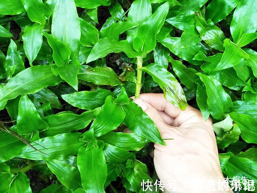 竹叶|俗称“癌草”,价值很珍贵,用来炖豆腐是一绝,可别当杂草除掉了