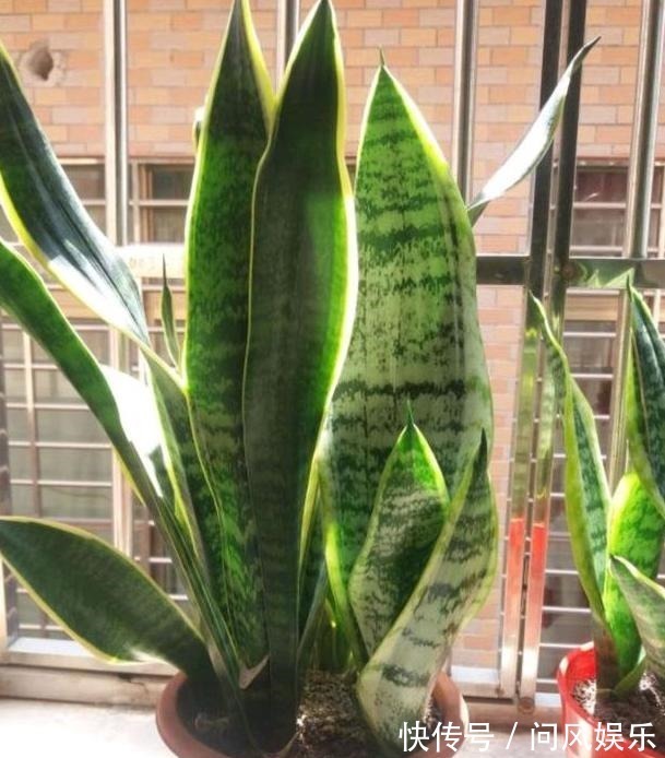 养殖盆栽虎皮兰,该如何加深叶片纹路掌握4点株型美、叶片肥