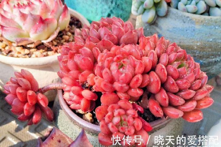 送朋友多肉又不落俗套?红橙黄绿青蓝紫彩虹系7色多肉了解一下!