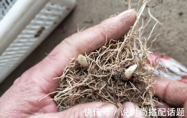 明星|一把“烂草根”能种出价值上万元的“手捧花”,明星和王室的最爱!