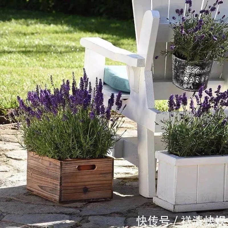 人养花、花也养人,一花治一病,这八种“健康花”,你家养了几种