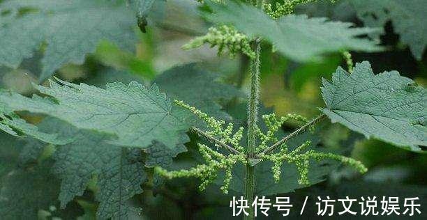 野草|农村这些野草,抗癌、降压、补充各种维生素,有钱人花高价买来吃