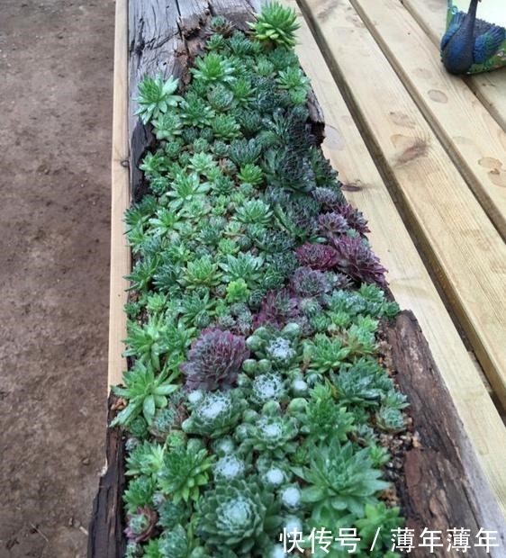 烂木头充分利用,资深花友打造出迷你多肉花园,以后烂木头别丢了!