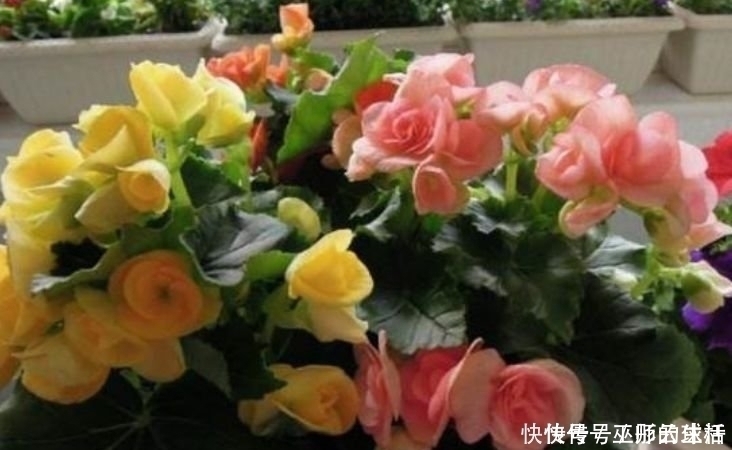 大岩桐|4种花一开就是大半年,沾土就活,懒人新手都能养好,美成花海!