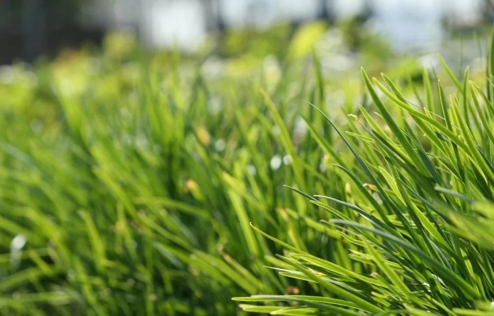 花园|在家种个菜都这么美,还要什么花园?