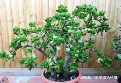 空气|“2种盆栽树”,家里养1盆,辟邪又趋凶,能减少“病菌”促睡眠