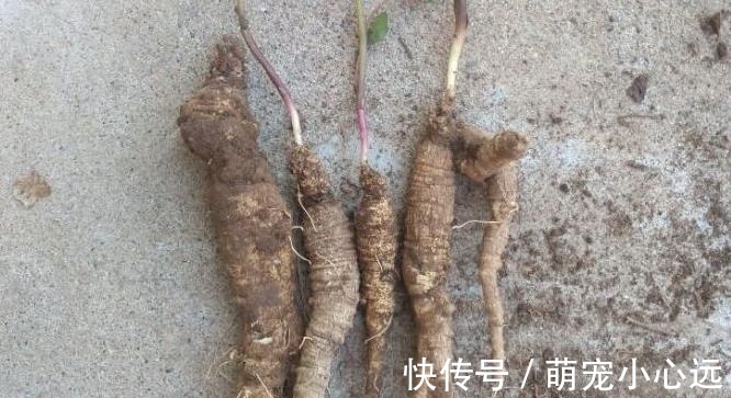 家乡|此为“山海螺”,若长在你家乡,请少挖些,答应我,因为太珍贵了