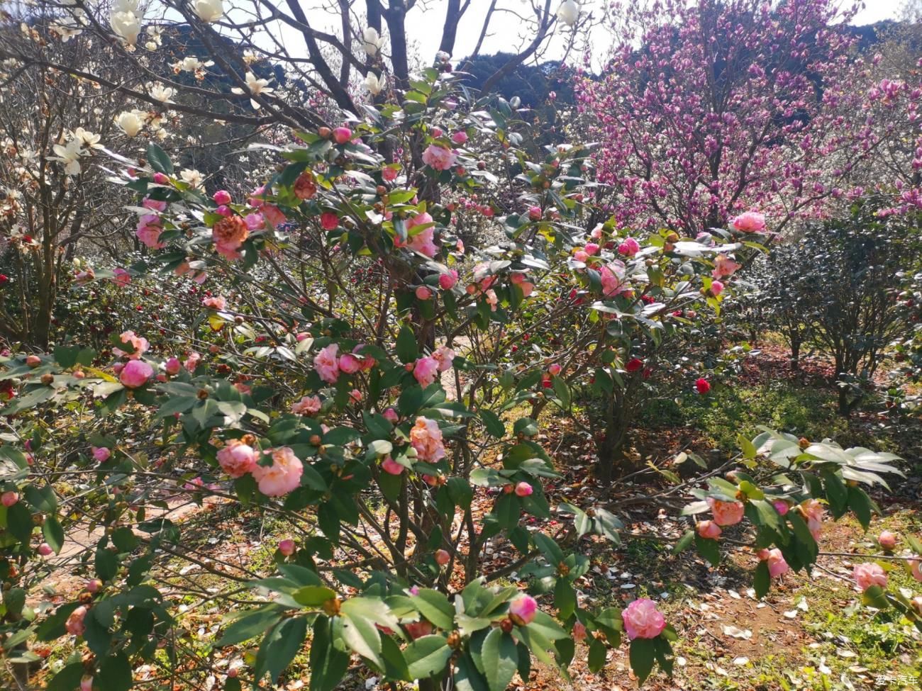 闲游阿婆六茶花谷