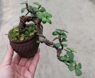 金枝玉叶放阳台，记住“一多、一少”，叶片肥厚，轻松养成老桩