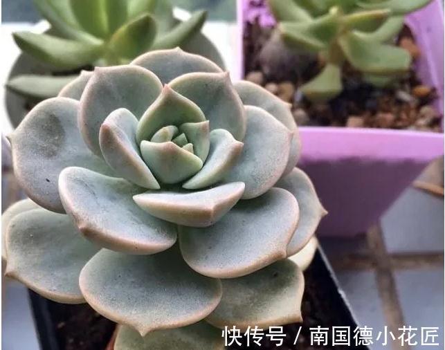 万万想不到此个,多肉竟然占,人气排行榜第一