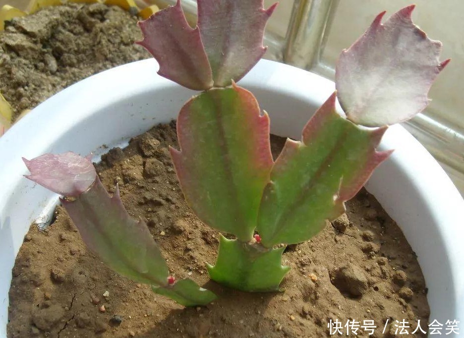 盆栽|天热养蟹爪兰，解锁浇水密码，度夏容易，盆栽照样嗖嗖长新叶