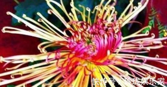 喜欢菊花,不如养盆“名品菊花”秋水红霞,高贵冷艳,芳香四溢!