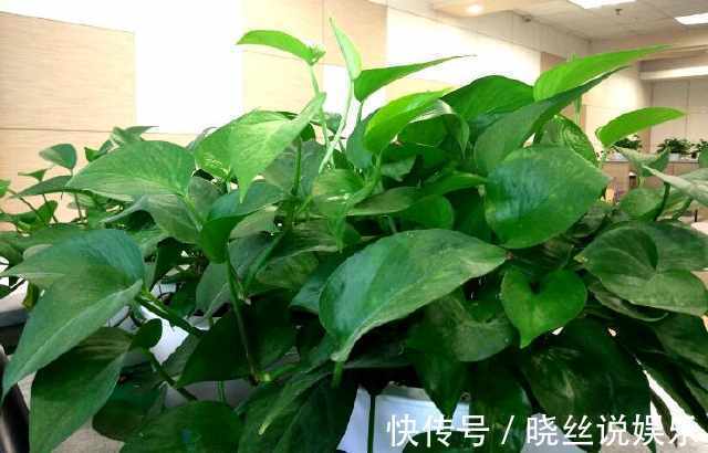 绿萝|绿萝、君子兰长得慢,只需花盆里加点饮料,生长的速度拦都拦不住