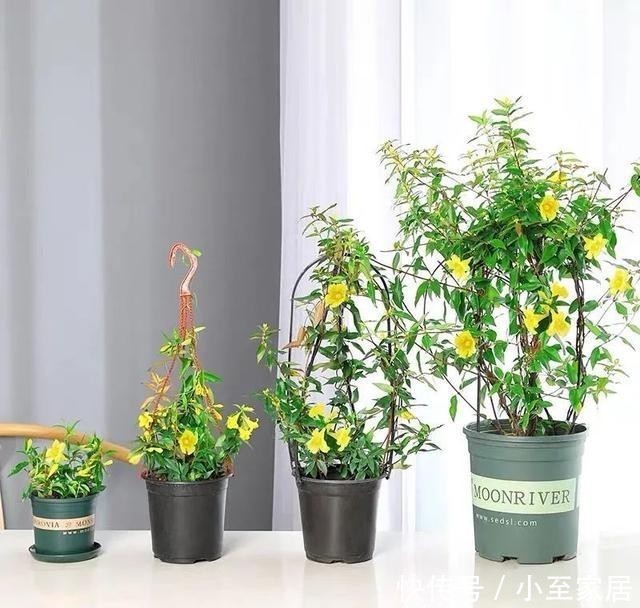 花朵|冬天养几盆法国香水花,开花香又漂亮,比喷香水还好闻!