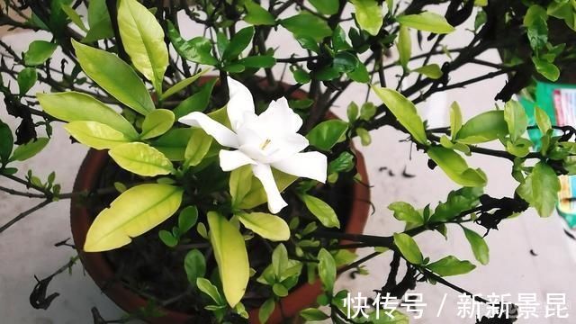 满枝|3种花都是“酸水”喂大的，每月浇点醋，黄叶消失，花满枝