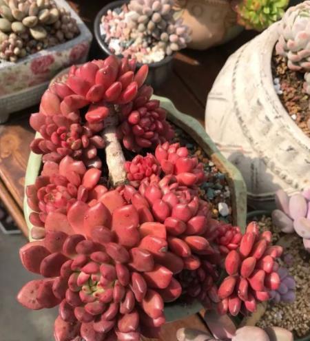 夏天褪色的多肉红宝石,8月教你几个小技巧,养成红艳肉墩子