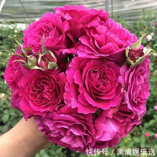 花朵|“女人香气”月季花,香味够“性感”,花朵够娇艳!挺好养!