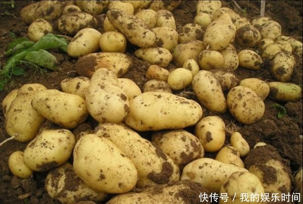 土豆|立秋后,吃土豆好处多,但不要与一物同食,却有很多人不清楚