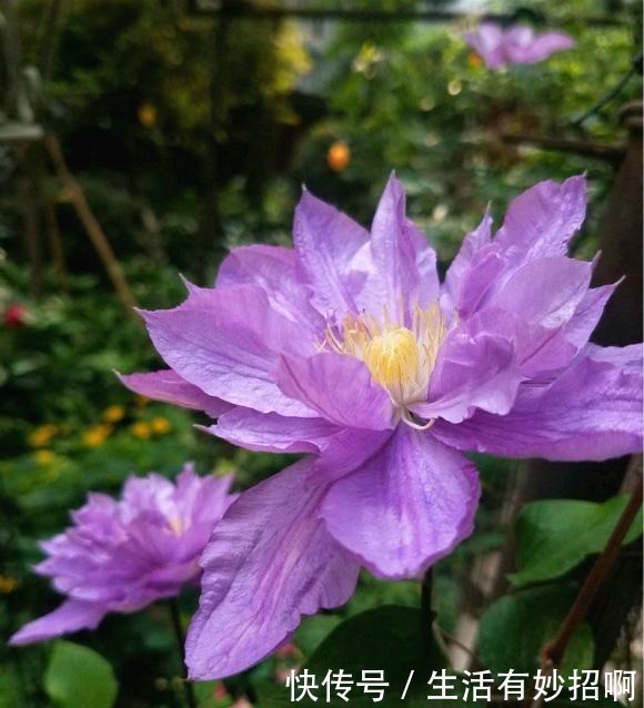 最漂亮的“爬墙花”,开花漂亮赛牡丹,连皇家花园都种它,值得养!